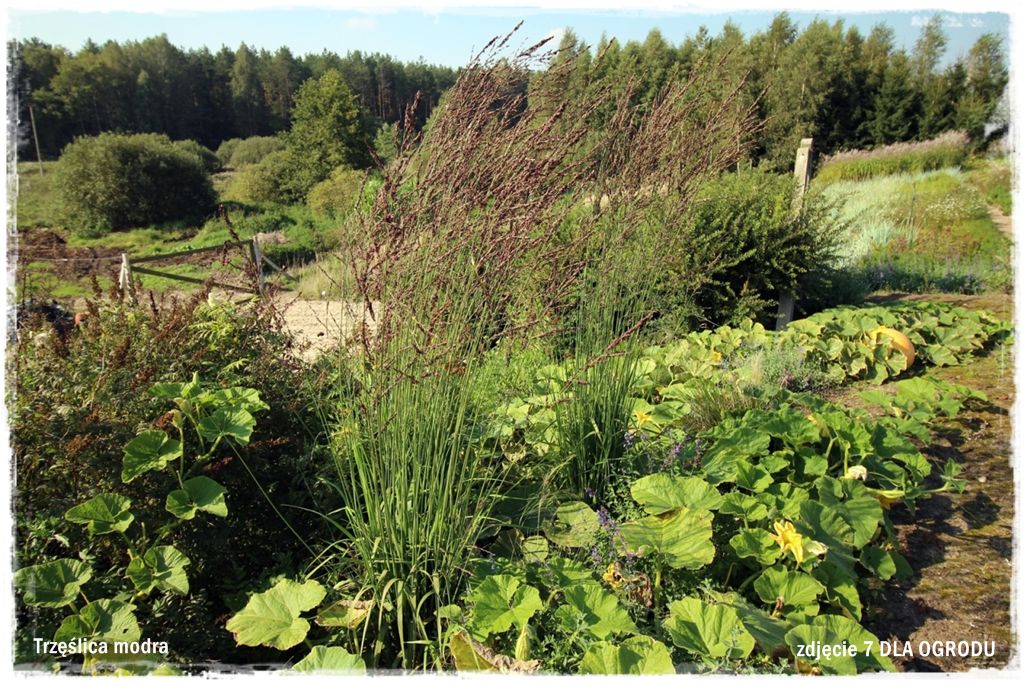 28trawy ozdobne zogrodemnatyTrzęślica modra