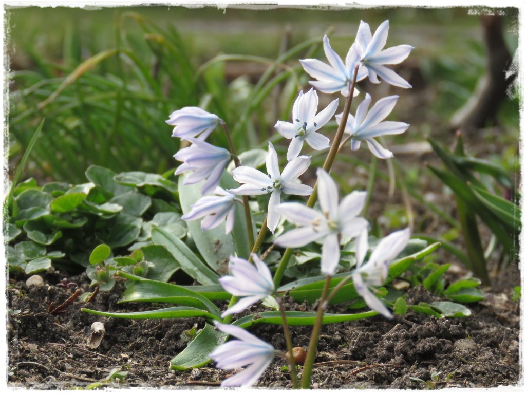 kwiaty kwitnące wczesną wiosną zogrodemnaty13 puszkinia