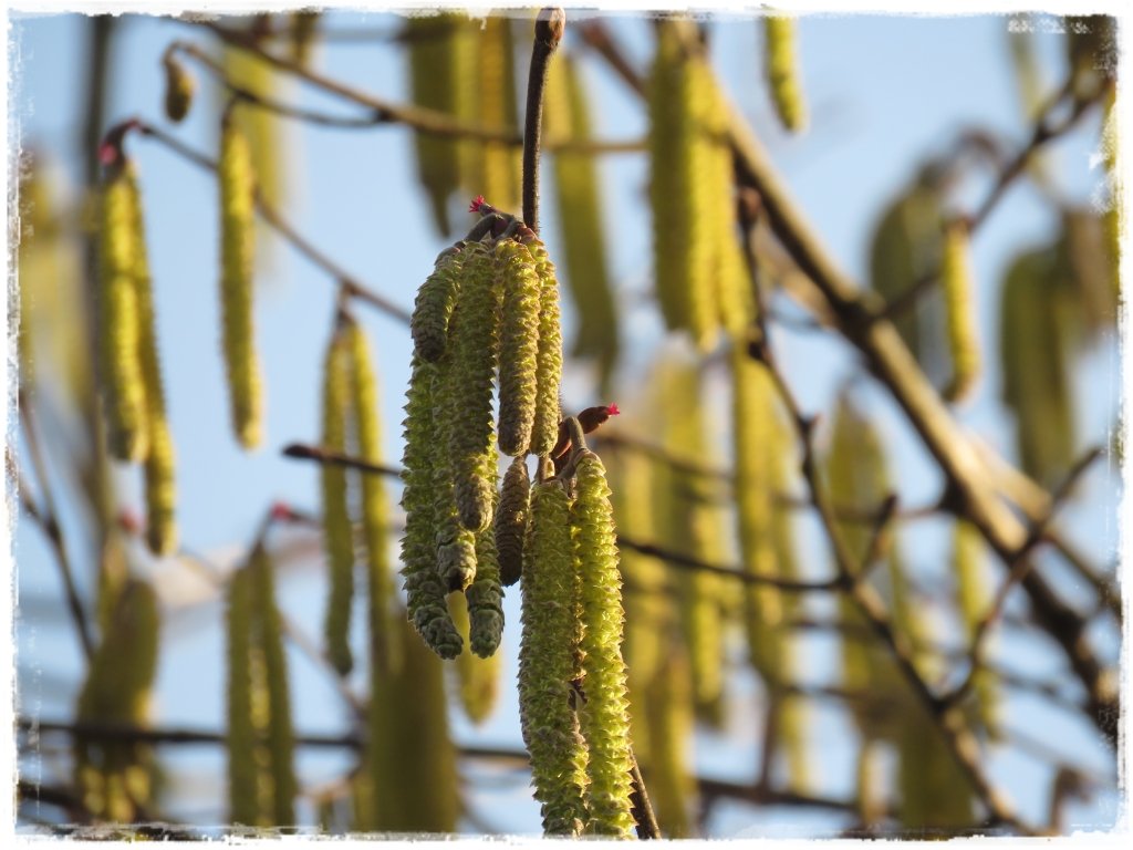 kwiaty kwitnące wczesną wiosną zogrodemnaty23 leszczyna