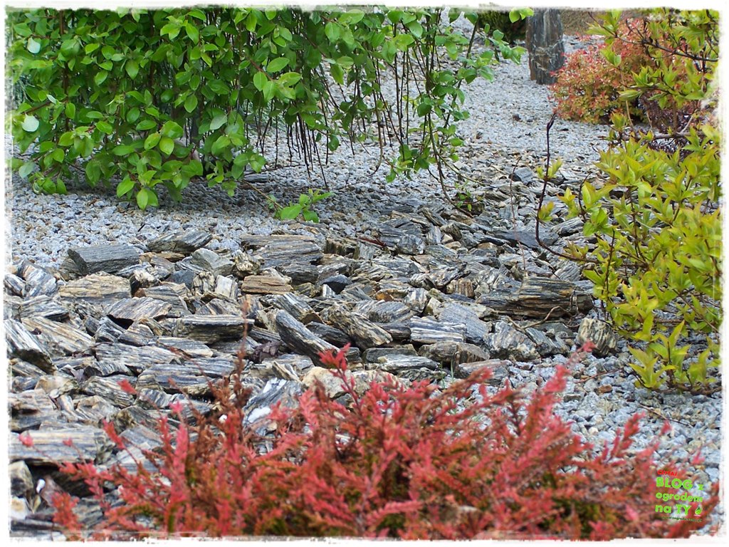 kora kamienna zogrodemnaty1