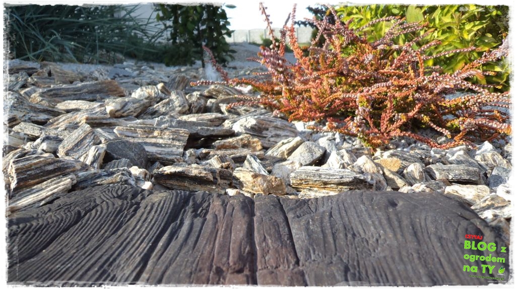 kora kamienna zogrodemnaty13