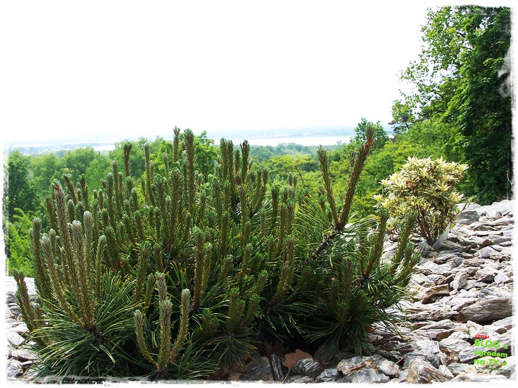 kora kamienna zogrodemnaty14