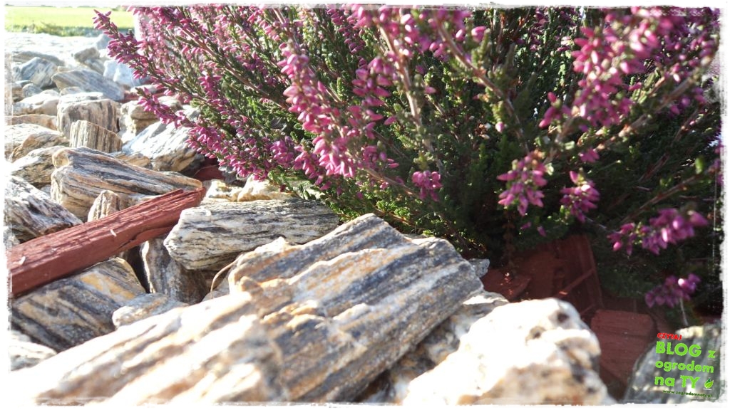 kora kamienna zogrodemnaty15