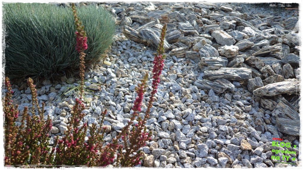 kora kamienna zogrodemnaty16