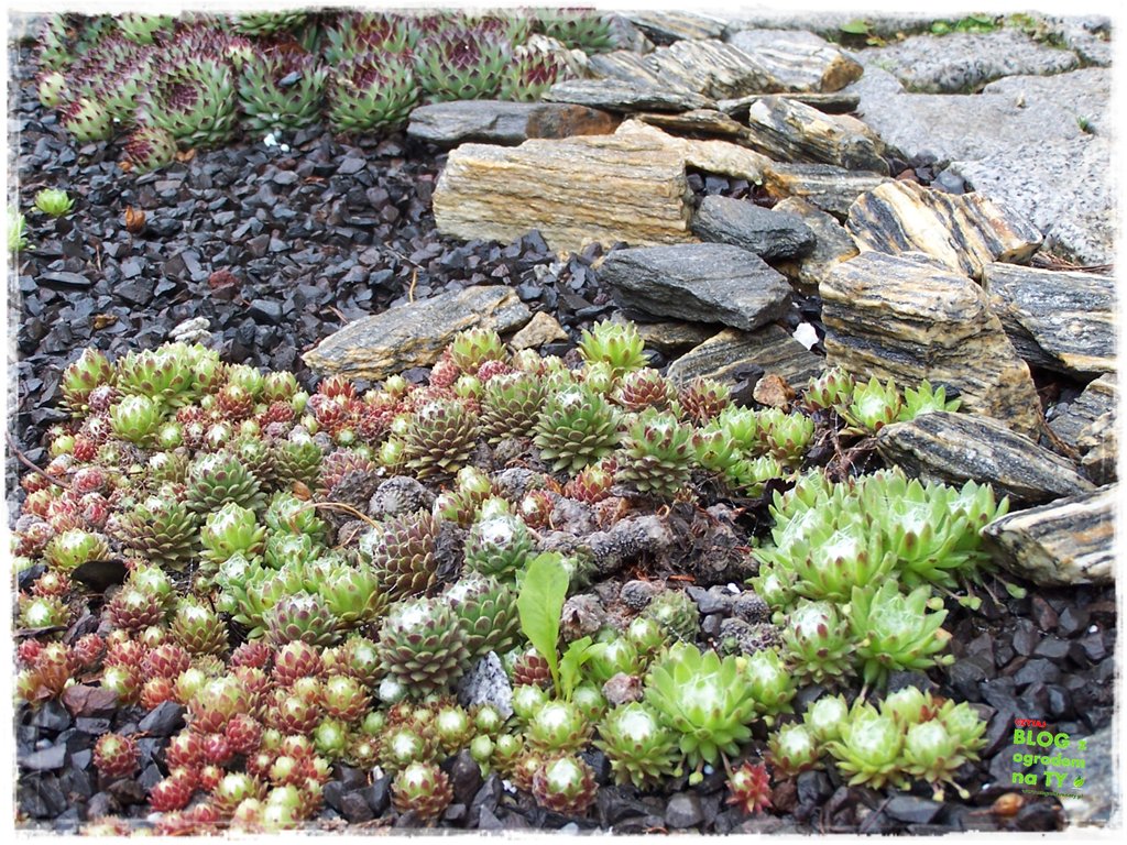 kora kamienna zogrodemnaty17