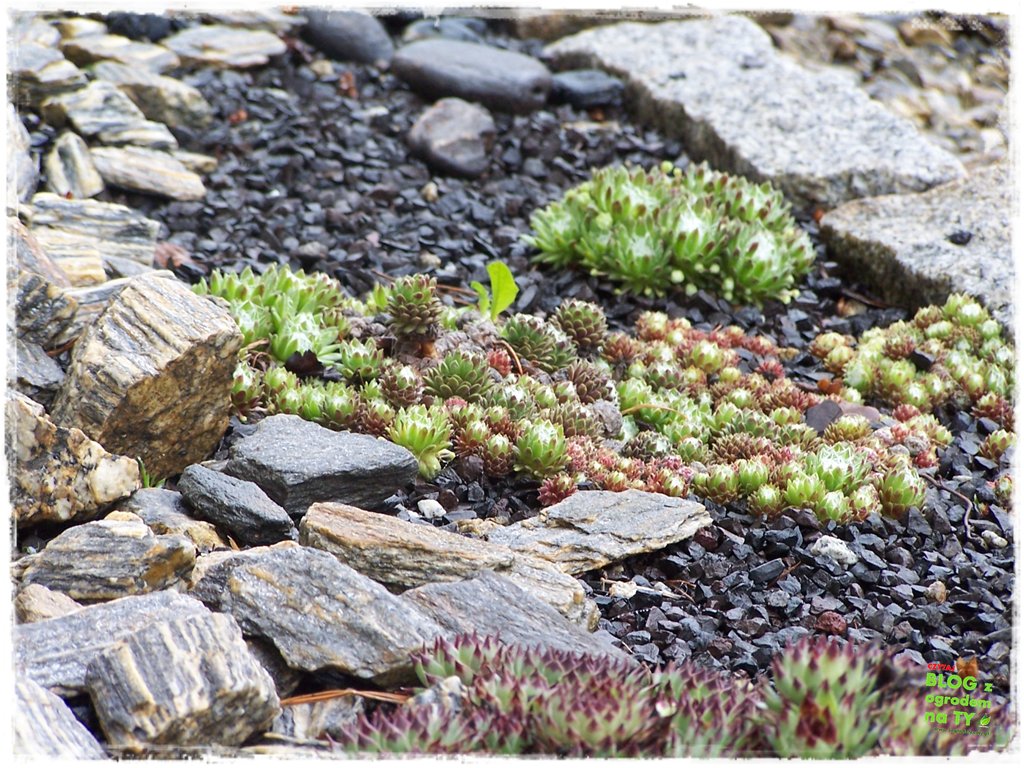 kora kamienna zogrodemnaty18