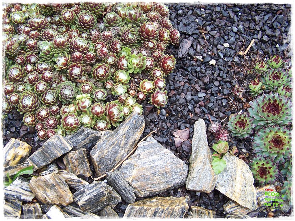 kora kamienna zogrodemnaty19