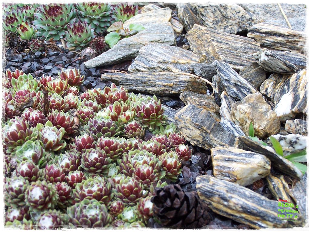 kora kamienna zogrodemnaty20