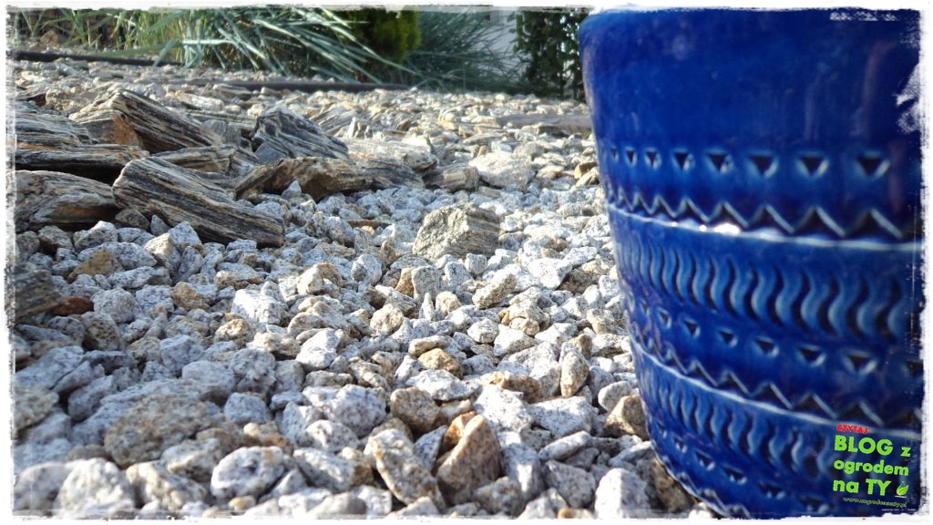 kora kamienna zogrodemnaty23