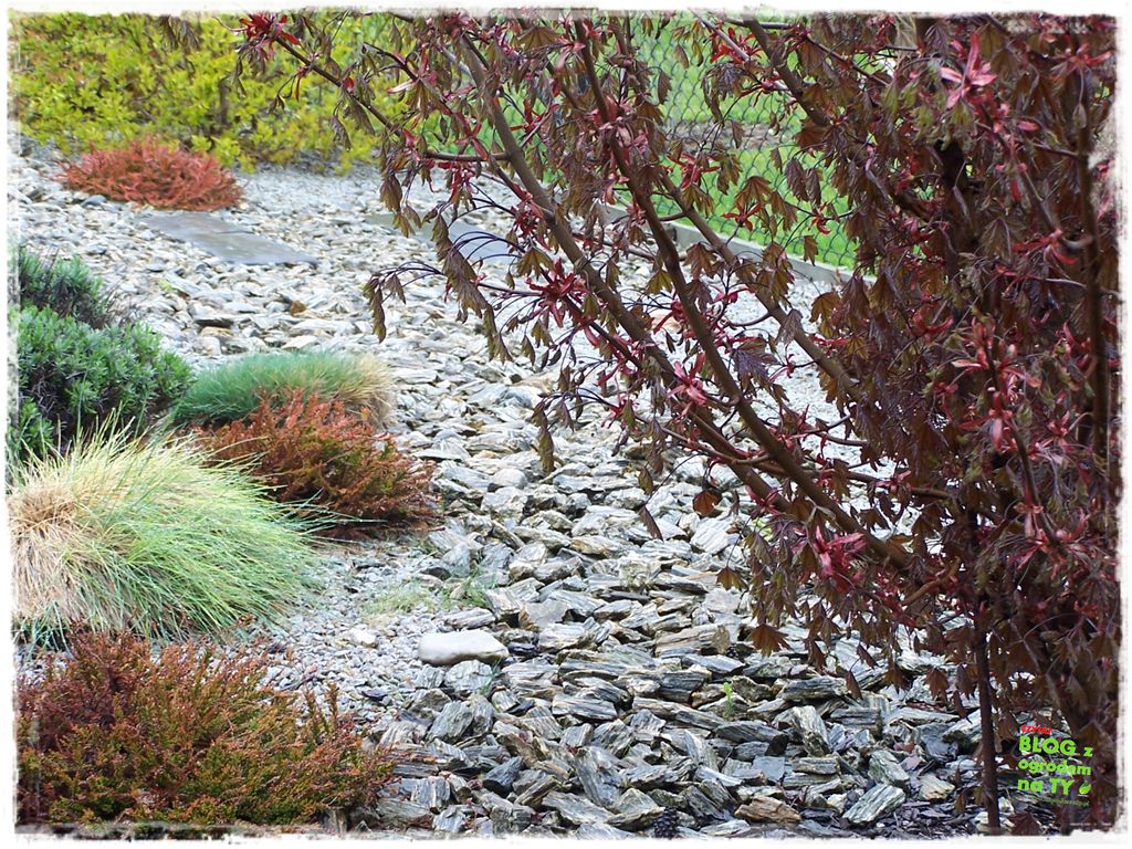 kora kamienna zogrodemnaty3