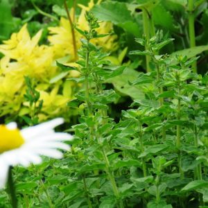 3aa2ced83c0d9b31345367f8ac9be8e9