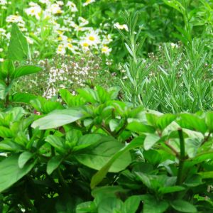 4109fa6ceecde82e1c1a61d664fc2e6b