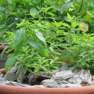 99093df25731b47729dcb7e78990cf5b