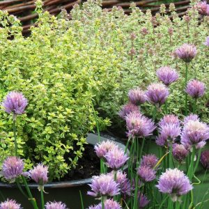 c1d3071aa5af1449ac87ed17d5493d7c