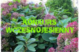 623493b3955a4ebefbf372e2575acf24