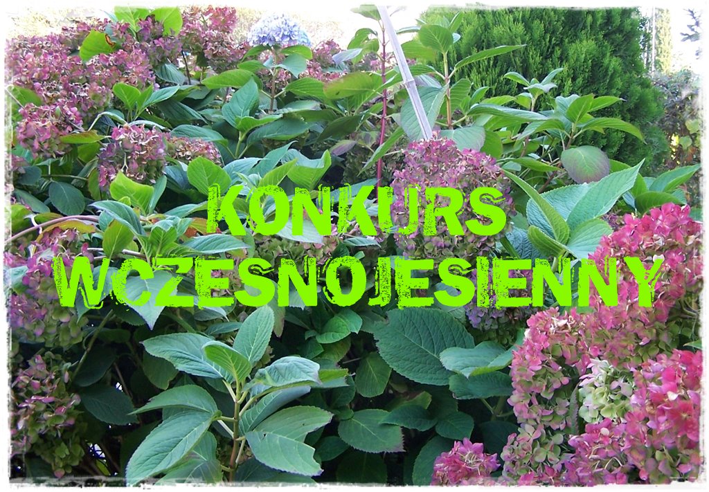 623493b3955a4ebefbf372e2575acf24