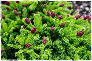 1 ozdobne szyszki zogrodemnaty