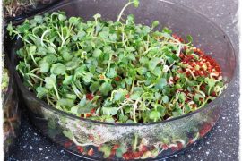 930dd65026c4b6b6a1caf31757709819