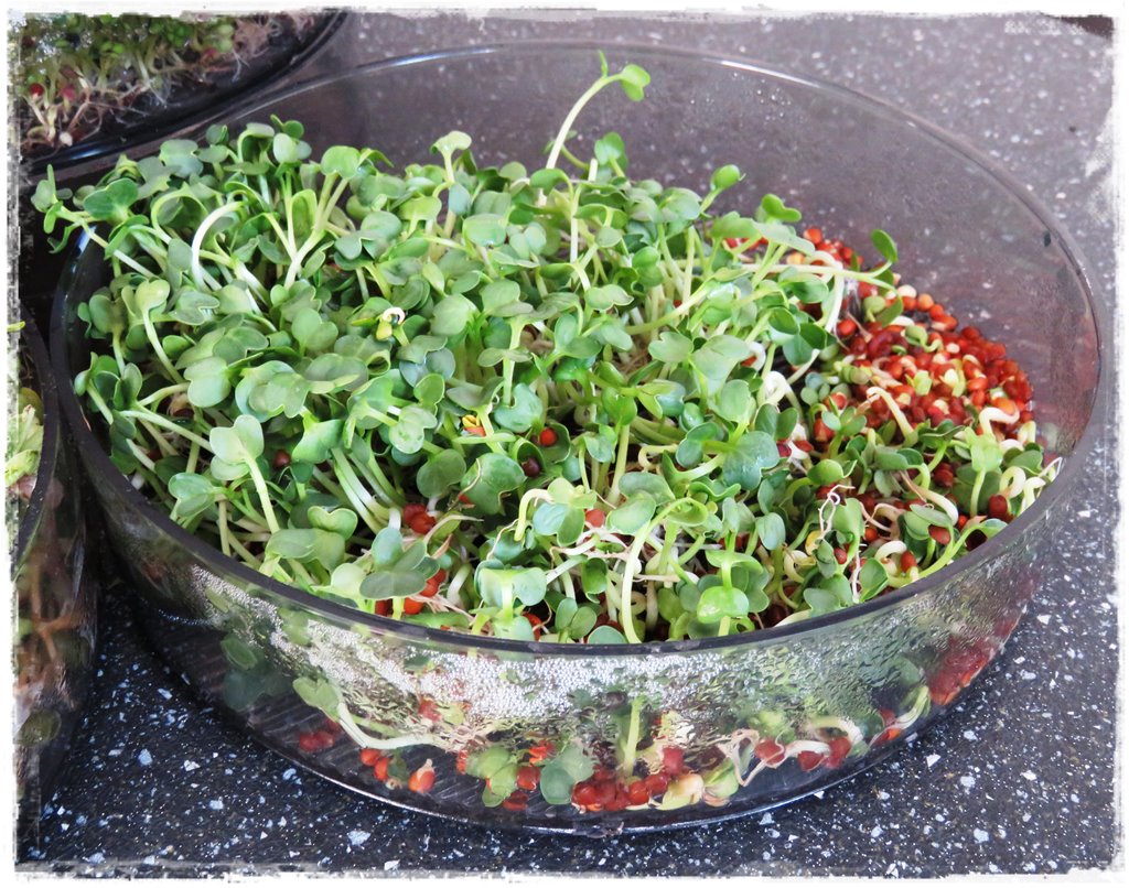 930dd65026c4b6b6a1caf31757709819