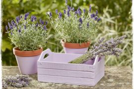 altax viva garden zogordemnaty1