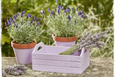 altax viva garden zogordemnaty1