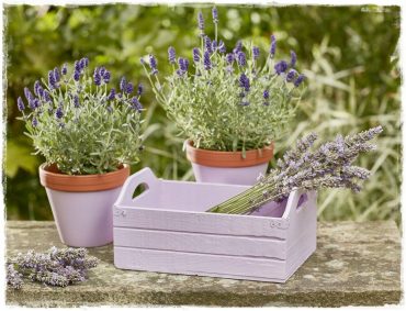 altax viva garden zogordemnaty1