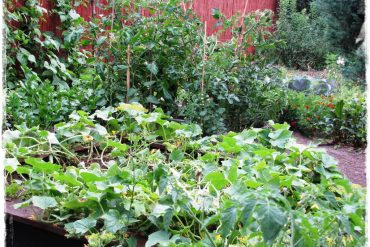 siewnik do warzyw zogrodemnaty1