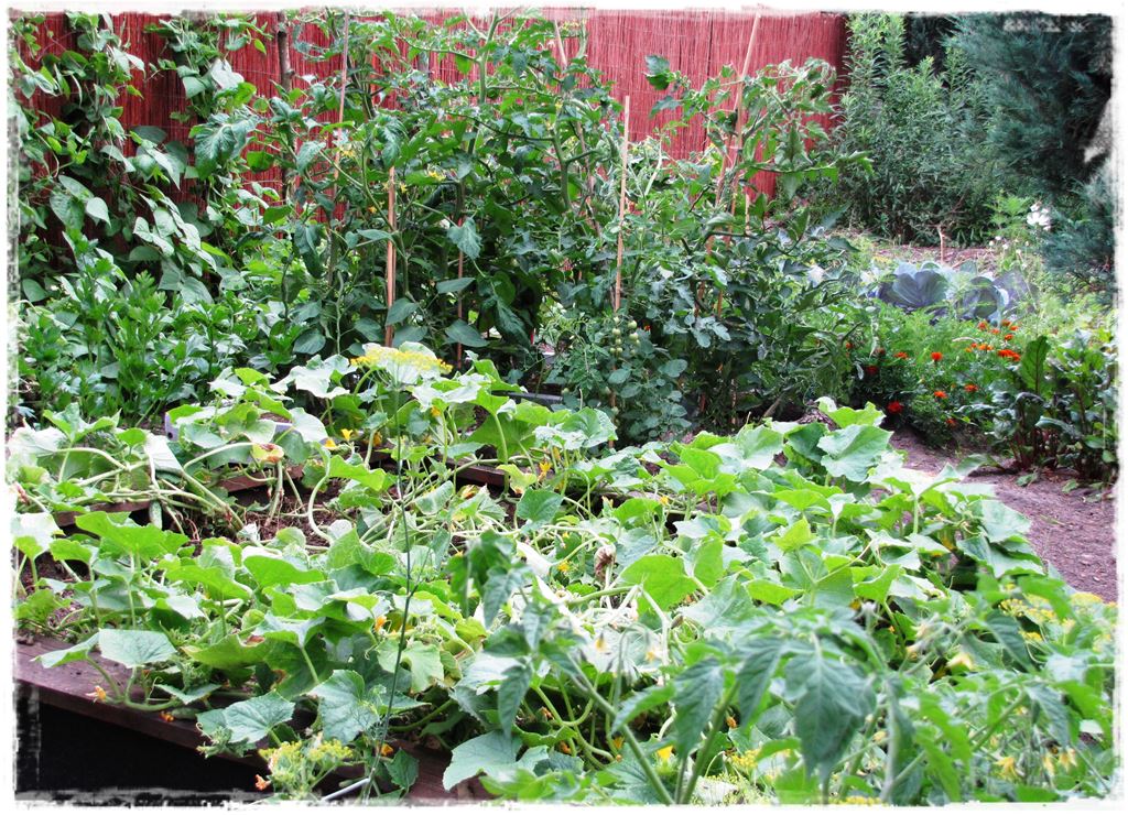 siewnik do warzyw zogrodemnaty1