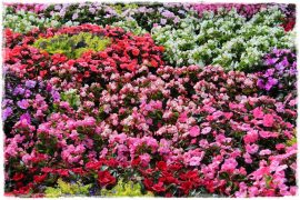 1 letni kolor w ogrodzie zogrodemnaty1