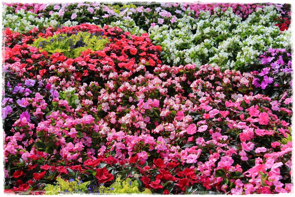 1 letni kolor w ogrodzie zogrodemnaty1