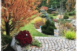 chryzantemy w ogrodzie zogrodemnaty1