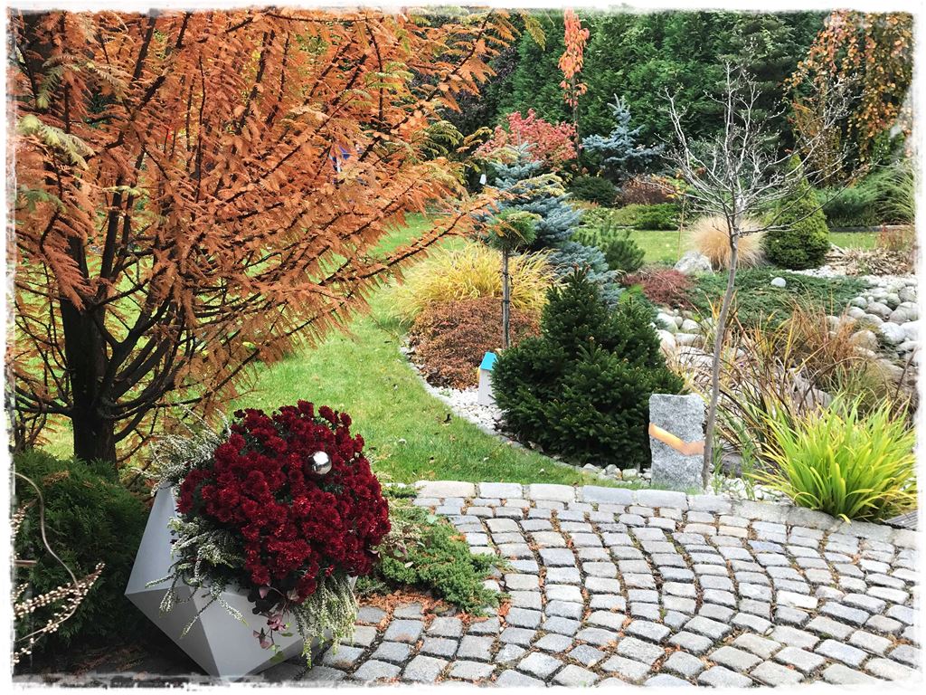 chryzantemy w ogrodzie zogrodemnaty1