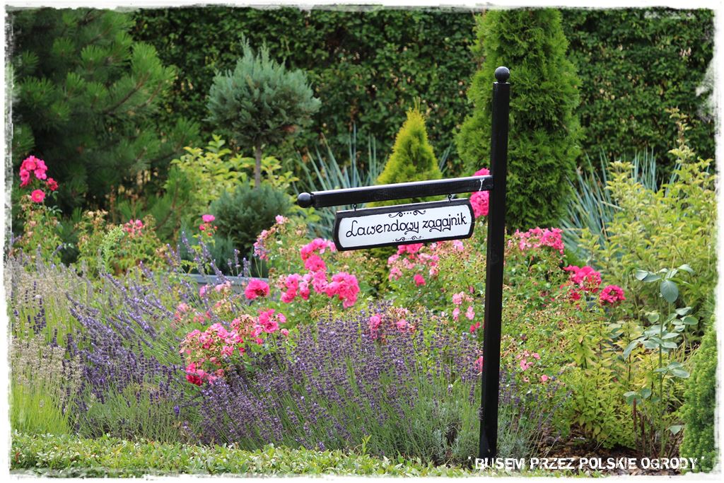1000 busem przez polskie ogrody ogrod 14 2019 lawendowy zagajnik