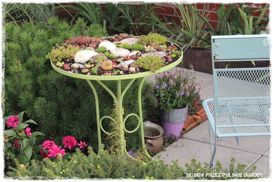 rojniki w ogrodzie zogrodemnaty1