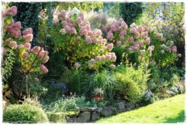 Kwitnący żywopłot