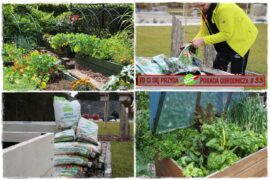 Duze plony z malego warzywnika 1