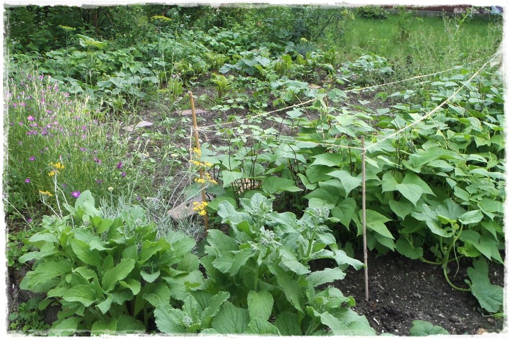 Duze plony z malego warzywnika 2 Duze plony z malego warzywnika 2