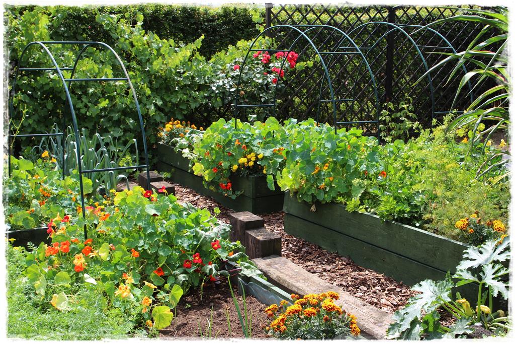 Duze plony z malego warzywnika 3 Duze plony z malego warzywnika 3