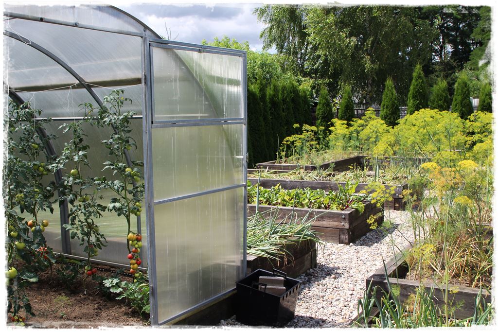 Duze plony z malego warzywnika 5 Duze plony z malego warzywnika 5