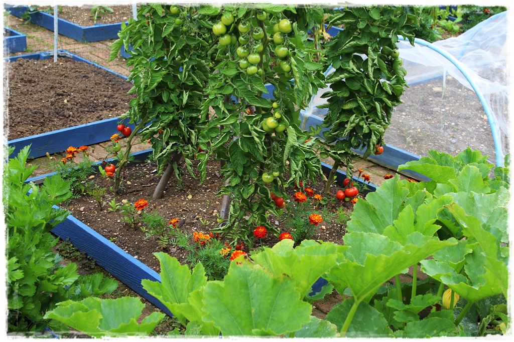 Duze plony z malego warzywnika 8 Duze plony z malego warzywnika 8