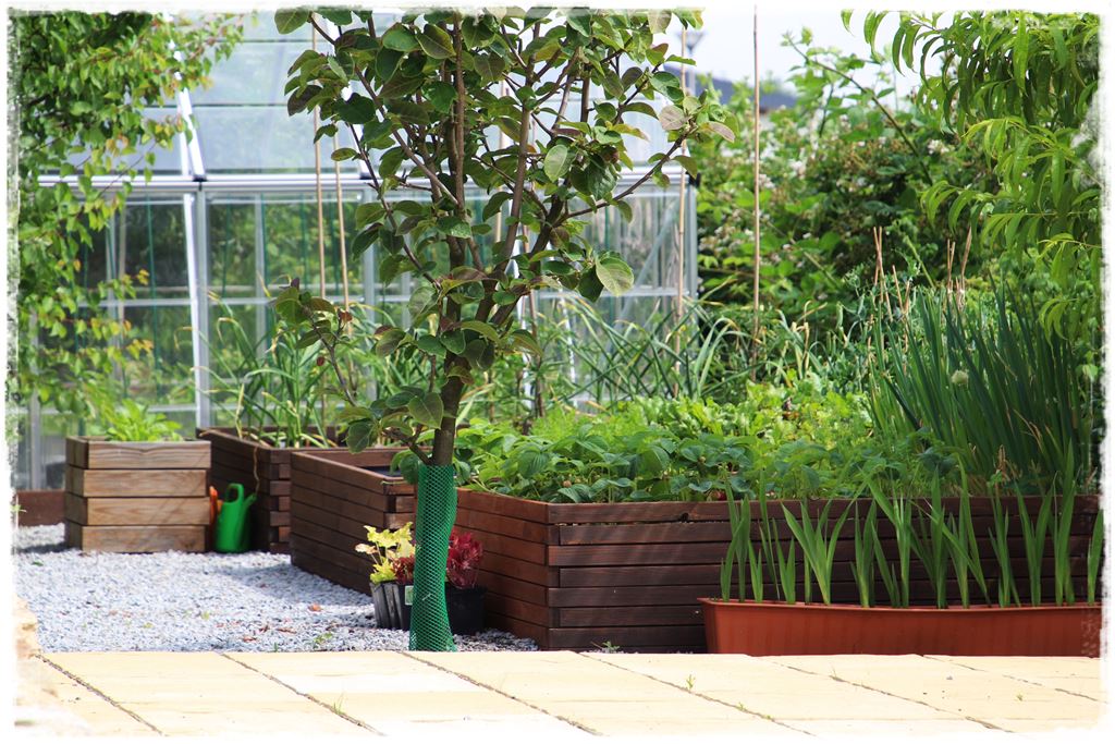 Duze plony z malego warzywnika 9 Duze plony z malego warzywnika 9