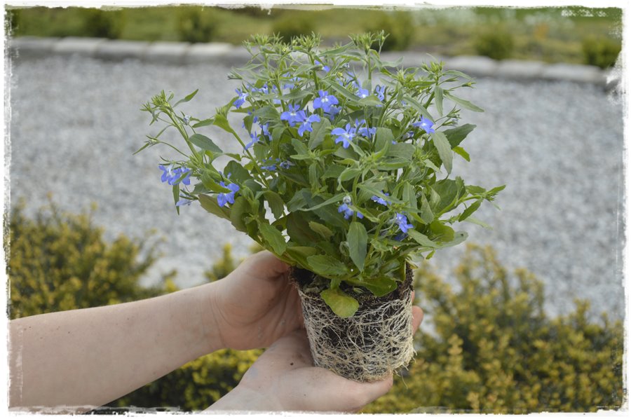 Kwitnace skrzynki za grosze 10