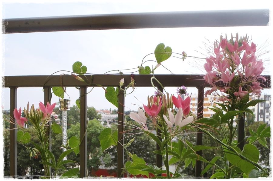 Kwitnace skrzynki za grosze 10a