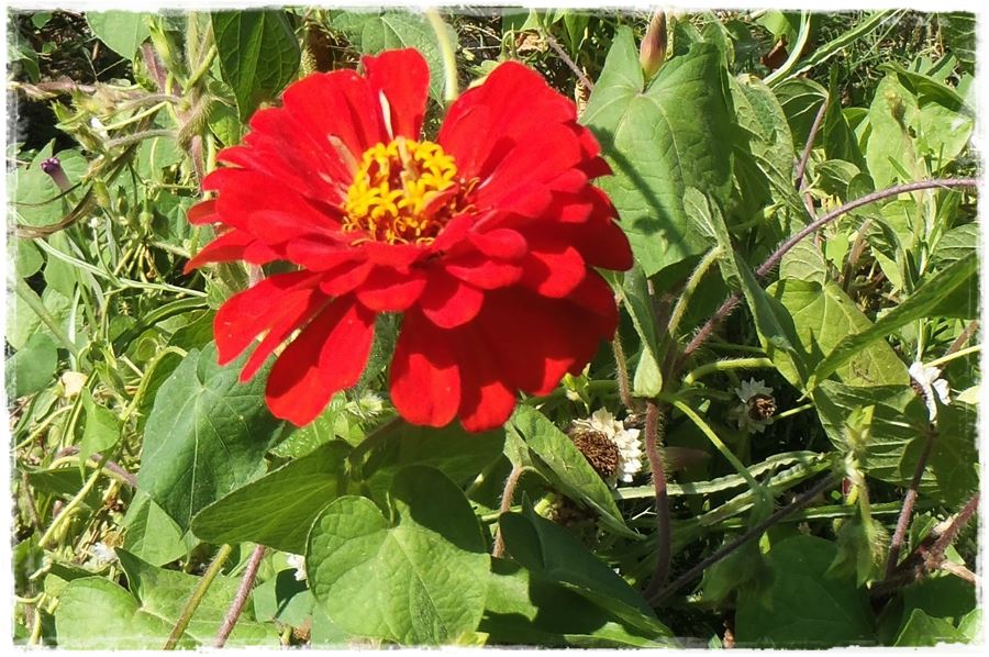 Kwitnace skrzynki za grosze 11a