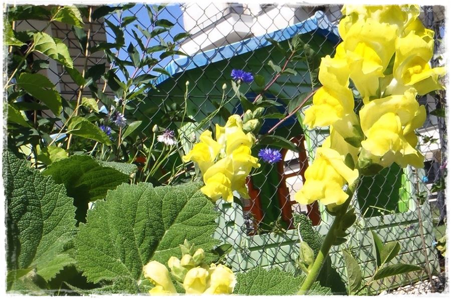 Kwitnace skrzynki za grosze 11b