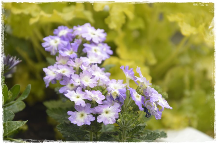 Kwitnace skrzynki za grosze 13