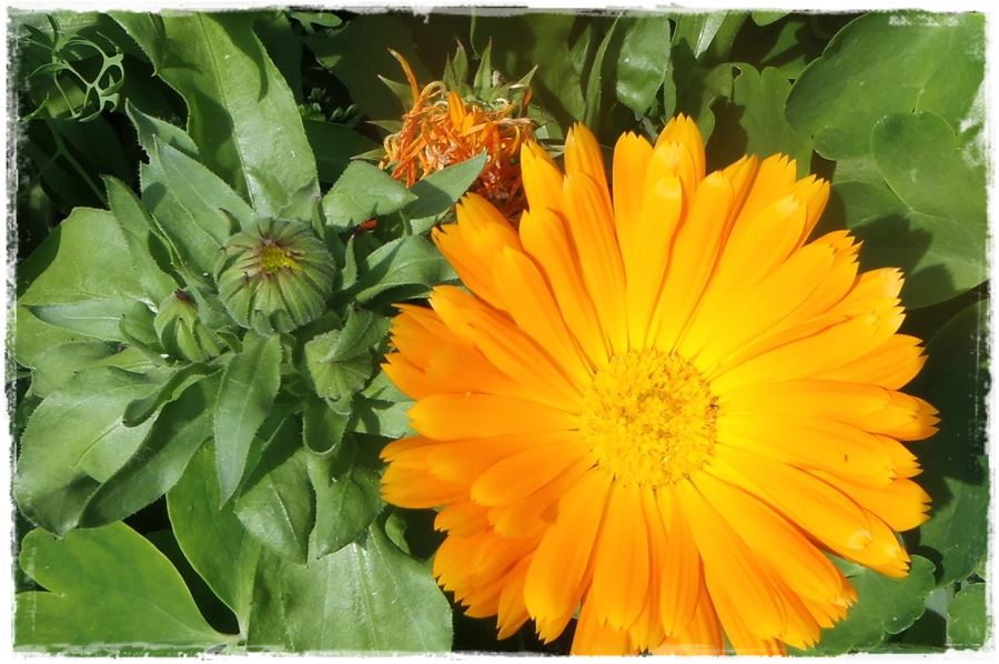 Kwitnace skrzynki za grosze 13a