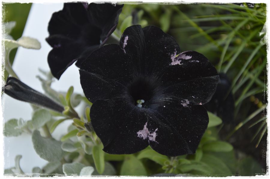 Kwitnace skrzynki za grosze 14