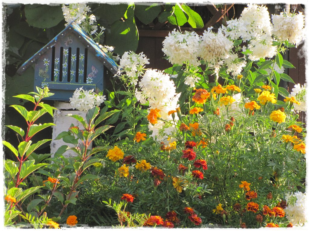 Kwitnace skrzynki za grosze 15