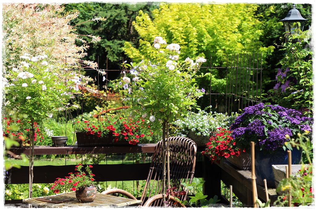 Kwitnace skrzynki za grosze 4